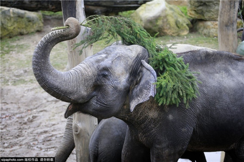 320名圣诞老人集体冲浪？八一八圣诞节奇闻趣事