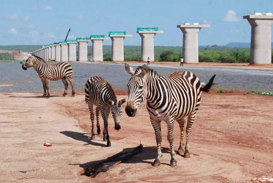 肯尼亚总统高度赞赏，乞力马扎罗山下Z6官网绿闪灼